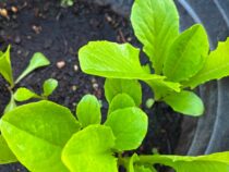 Gardening August 4, 2026 – Summer 2026 – Lettuce