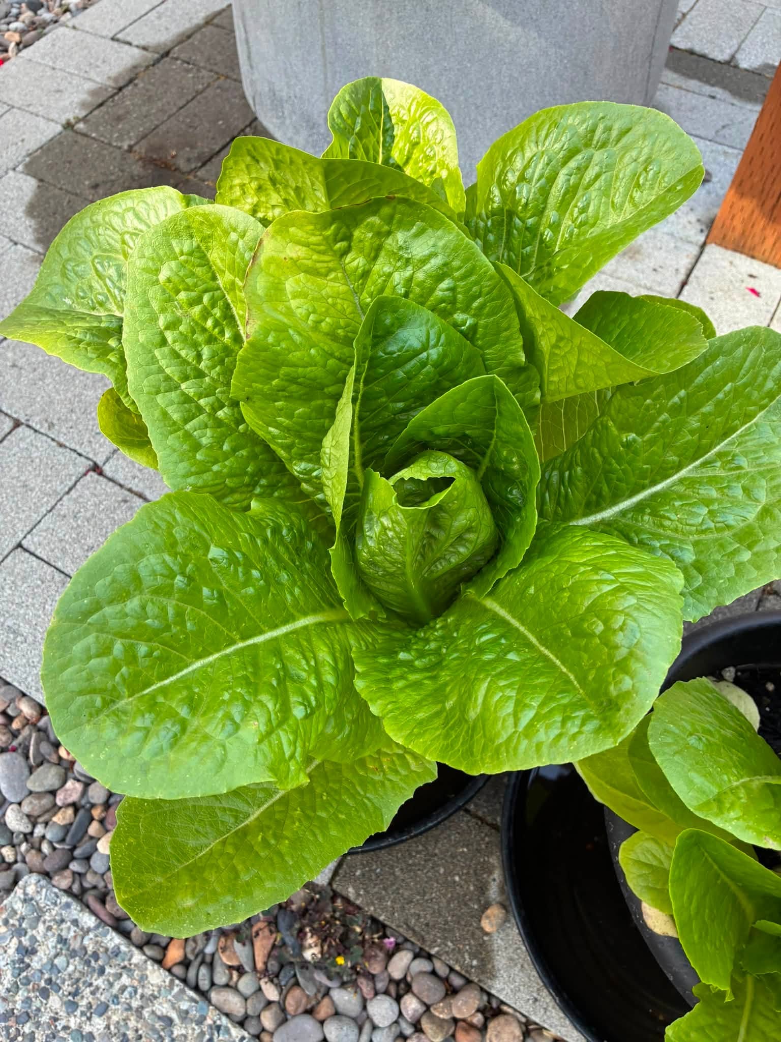 Gardening September 15, 2026 – Summer 2026 – Lettuce